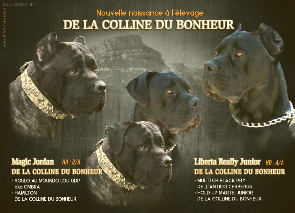 De La Colline Du Bonheur - Cane Corso - Portée née le 15/03/2019